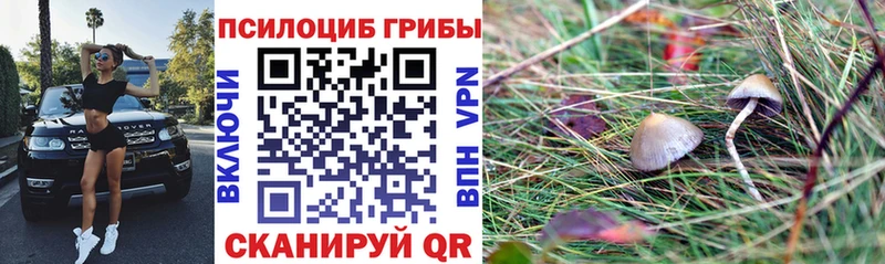 Псилоцибиновые грибы Psilocybine cubensis нарко площадка какой сайт Называевск наркотики